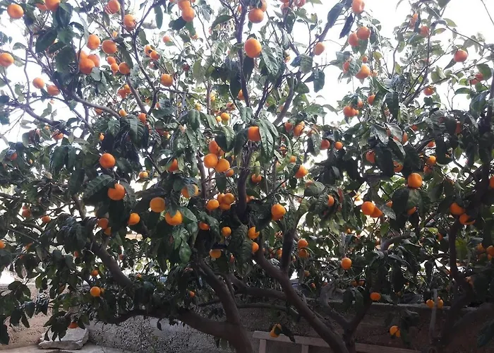 By The Sea Brna, Korcula - 17583 Appartement Smokvica (Korcula)