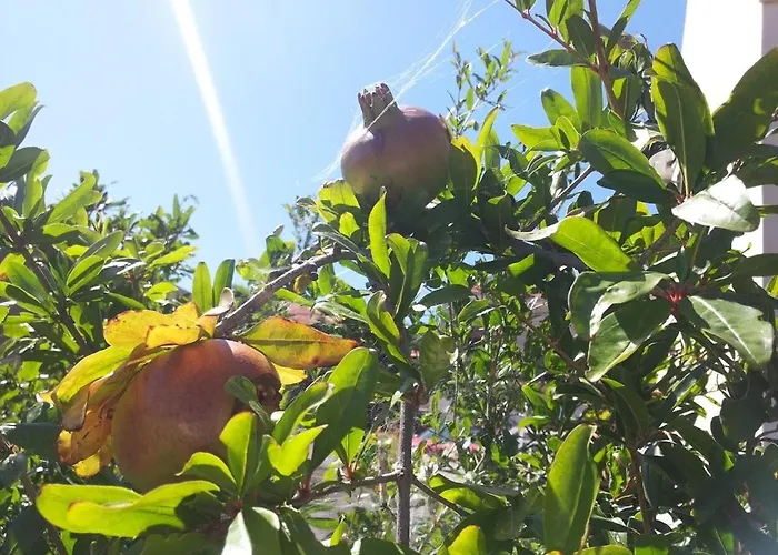 By The Sea Brna, Korcula - 17583 *